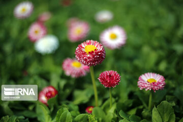 Spring flowers of northeastern Iran