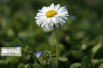 Spring flowers of northeastern Iran