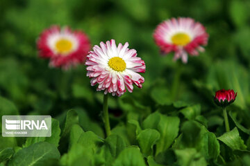 Spring flowers of northeastern Iran