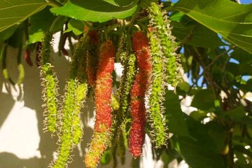 آغاز برداشت توت فرنگی در سطح باغات سیستان و بلوچستان