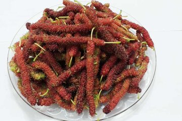 آغاز برداشت توت فرنگی در سطح باغات سیستان و بلوچستان