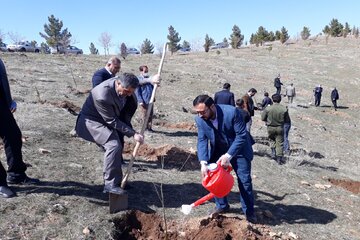 برگزاری آیین نهالکاری در میاندوآب