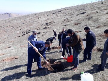 آیین نهالکاری در میاندوآب