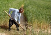 کشت گندم در بیش از ۱۶ هزار هکتار زمین‌های کشاورزی میامی انجام شد