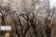 Lovely blossoms out on almond tree in Shahr-e Kord 