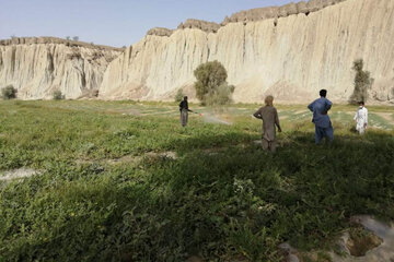 تداوم مقابله با موج سوم ملخ صحرایی در سیستان و بلوچستان