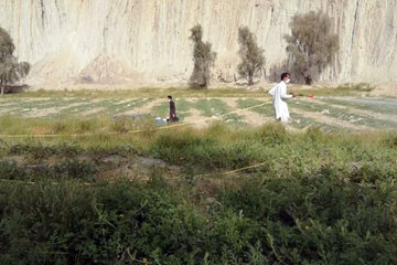 تداوم مقابله با موج سوم ملخ صحرایی در سیستان و بلوچستان