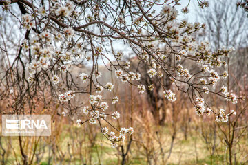 Lovely blossoms at the end of winter in west Iran