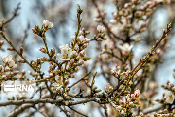 Lovely blossoms at the end of winter in west Iran