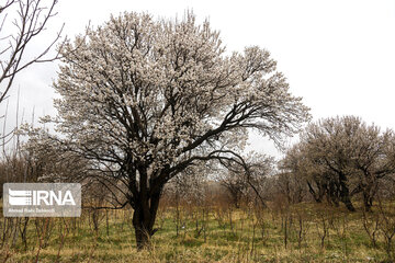 Lovely blossoms at the end of winter in west Iran