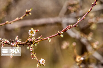 Lovely blossoms at the end of winter in west Iran