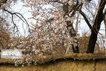 Lovely blossoms at the end of winter in west Iran