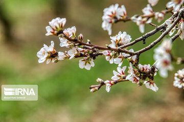 Lovely blossoms at the end of winter in west Iran