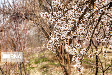 Lovely blossoms at the end of winter in west Iran