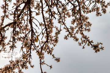 Lovely blossoms at the end of winter in west Iran