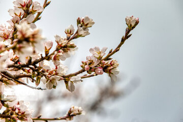 Lovely blossoms at the end of winter in west Iran