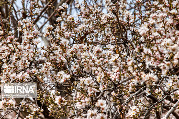 Lovely blossoms at the end of winter in west Iran