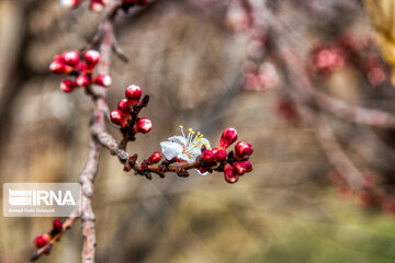 Lovely blossoms at the end of winter in west Iran