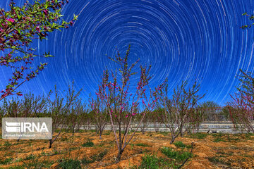 Lovely blossoms at the end of winter in west Iran