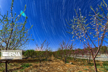 Lovely blossoms at the end of winter in west Iran