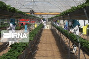تولید گل و گیاه زینتی در محلات ۱۵ درصد افزایش یافت