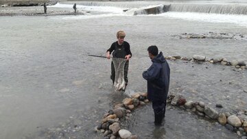 بهبود شرایط تکثیر طبیعی ماهیان خزری در رودخانه‌های مازندران  