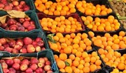 توزیع یکهزار تن پرتقال و سیب شب عید در مازندران آغاز شد