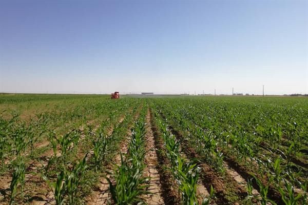 آثار و تبعات ویروس کرونا بر کشاورزی کردستان نگران کننده است