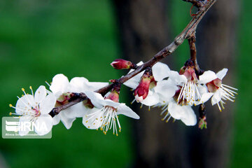 Sound of Spring in Borujerd Western Iran