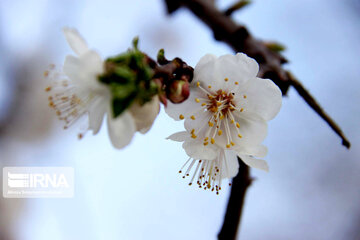 Sound of Spring in Borujerd Western Iran