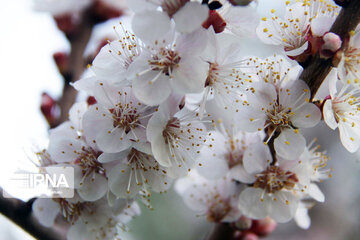 Sound of Spring in Borujerd Western Iran