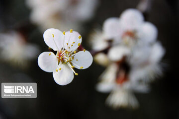 Sound of Spring in Borujerd Western Iran