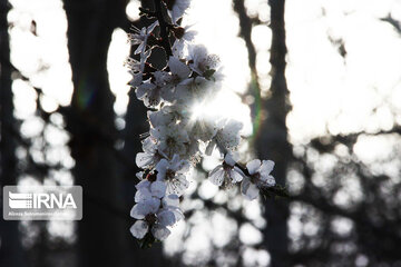 Sound of Spring in Borujerd Western Iran