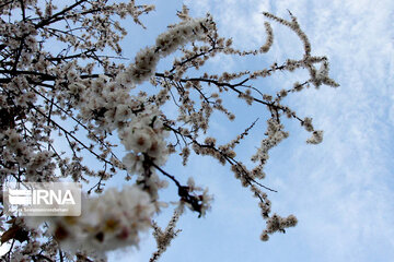 Sound of Spring in Borujerd Western Iran