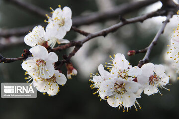 Sound of Spring in Borujerd Western Iran