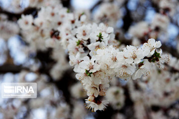 Sound of Spring in Borujerd Western Iran