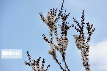 Sound of Spring in Borujerd Western Iran