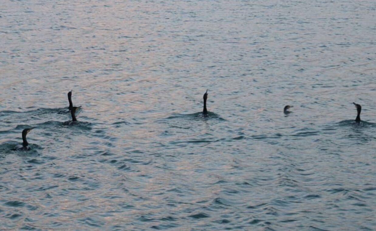Iran/Sirjan : 72 oiseaux pris dans un lac salé, sauvés d’une mort certaine Iran/Sirjan : 72 oiseaux pris dans un lac salé, sauvés d’une mort certaine