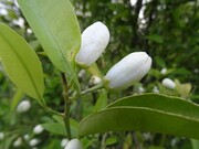 Spring blossoms in southwestern Iran