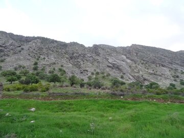 Spring blossoms of trees in southwest Iran