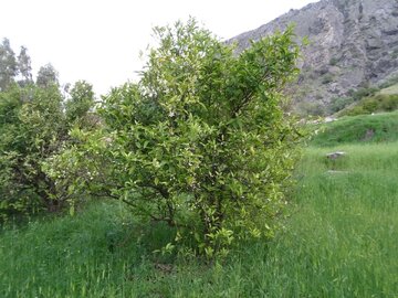 Spring blossoms of trees in southwest Iran