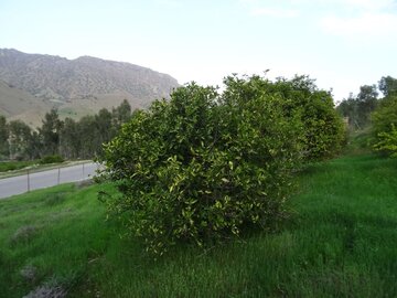 Spring blossoms of trees in southwest Iran