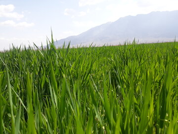 مزارع گندم و جو در میامی