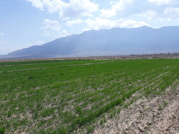 مزارع گندم و جو در میامی