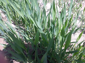 مزارع گندم و جو در میامی