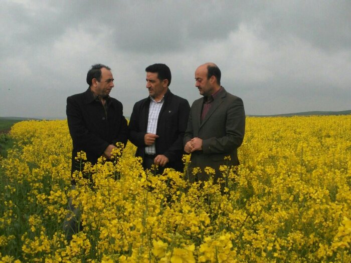 ۲۰ هزار تن کلزا در استان اردبیل تولید می‌شود
