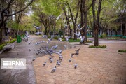 Isfahan's Chahar Bagh Historical avenue in time of coronavirus