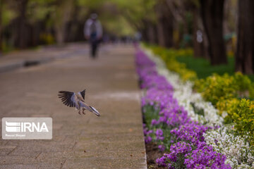 Isfahan's Chahar Bagh Historical avenue in the time of Coronavirus