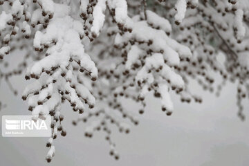 Snowfall in spring in north, west of Iran