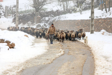 Snowfall in spring in north, west of Iran